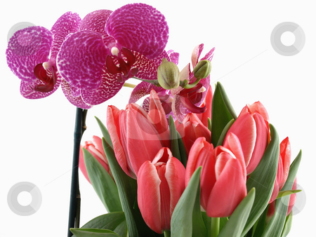 To use this stock image in your creative project, please select the size you need over to the right and click the "Add to Cart" button.
Your downloaded image will come with the Cutcaster watermark removed so don’t worry about the watermark you see on this page. Orchid and Tulips Bouquet stock photo, A phalaenopsis orchid and a bouquet of pink tulips over a white background. by Robert Gebbie