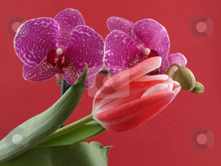 To use this stock image in your creative project, please select the size you need over to the right and click the "Add to Cart" button.
Your downloaded image will come with the Cutcaster watermark removed so don’t worry about the watermark you see on this page. Tulip and Orchid stock photo, A beautiful pink tulip in front of purple orchid blooms contrasting over a red background. by Robert Gebbie