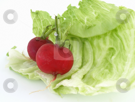 To use this stock image in your creative project, please select the size you need over to the right and click the "Add to Cart" button.
Your downloaded image will come with the Cutcaster watermark removed so don’t worry about the watermark you see on this page. Lettuce Leaf and Radishes stock photo, Two radishes and some lettuce studio isolated on a white background. by Robert Gebbie