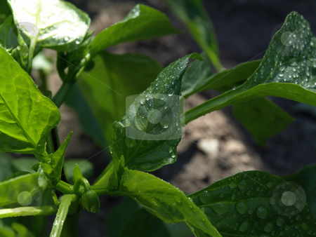 To use this stock image in your creative project, please select the size you need over to the right and click the "Add to Cart" button.
Your downloaded image will come with the Cutcaster watermark removed so don’t worry about the watermark you see on this page. Rain Drops on Leaf stock photo, Raindrops bead on a green leaf in a vegetable garden by Robert Gebbie