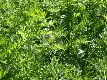 To use this stock image in your creative project, please select the size you need over to the right and click the "Add to Cart" button.
Your downloaded image will come with the Cutcaster watermark removed so don’t worry about the watermark you see on this page. Green Carrot Tops stock photo, A sea of fresh green carrot tops in a garden. by Robert Gebbie
