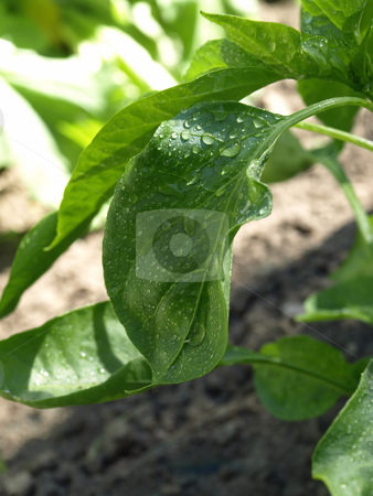 To use this stock image in your creative project, please select the size you need over to the right and click the "Add to Cart" button.
Your downloaded image will come with the Cutcaster watermark removed so don’t worry about the watermark you see on this page. Wet Leaves stock photo, Raindrops bead on a green leaf in a vegetable garden by Robert Gebbie
