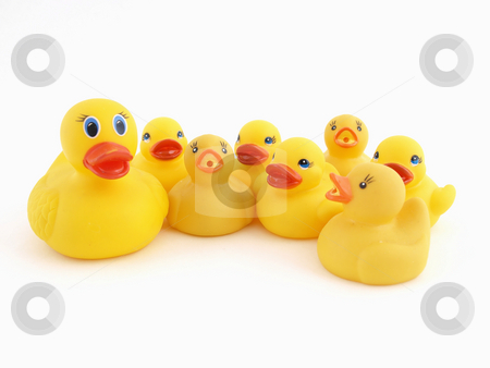 To use this stock image in your creative project, please select the size you need over to the right and click the "Add to Cart" button.
Your downloaded image will come with the Cutcaster watermark removed so don’t worry about the watermark you see on this page. Mother and Chicks stock photo, A Yellow Rubber Duck mother and her chicks isolated on a white background by Robert Gebbie