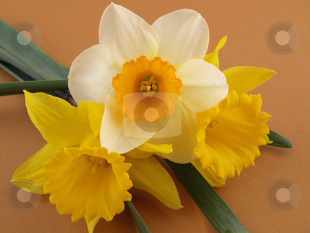 To use this stock image in your creative project, please select the size you need over to the right and click the "Add to Cart" button.
Your downloaded image will come with the Cutcaster watermark removed so don’t worry about the watermark you see on this page. Daffodils on Brown Background stock photo, Beautiful yellow and white narcissus daffodils arranged over a brown background. by Robert Gebbie