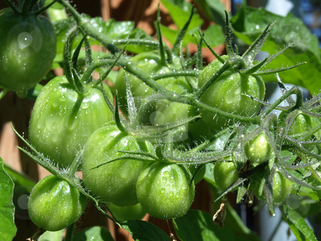 To use this stock image in your creative project, please select the size you need over to the right and click the "Add to Cart" button.
Your downloaded image will come with the Cutcaster watermark removed so don’t worry about the watermark you see on this page. Green Tomatoes on the Vine stock photo, A group of green tomatoes growing in a bunch on a vine in a garden by Robert Gebbie