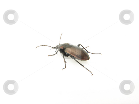 To use this stock image in your creative project, please select the size you need over to the right and click the "Add to Cart" button.
Your downloaded image will come with the Cutcaster watermark removed so don’t worry about the watermark you see on this page. Violet Ground Beetle on White stock photo, A Violet Ground Beetle (Carabus Violaceus) studio isolated on a white background. by Robert Gebbie