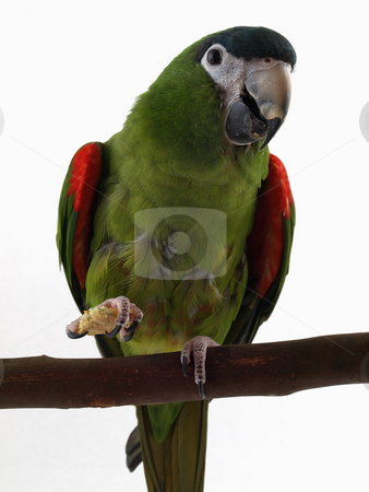 To use this stock image in your creative project, please select the size you need over to the right and click the "Add to Cart" button.
Your downloaded image will come with the Cutcaster watermark removed so don’t worry about the watermark you see on this page. Miniature Noble Macaw with Cracker stock photo, Miniature Noble Macaw on an isolated white background, eating a cracker. by Robert Gebbie