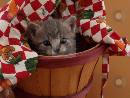To use this stock image in your creative project, please select the size you need over to the right and click the "Add to Cart" button.
Your downloaded image will come with the Cutcaster watermark removed so don’t worry about the watermark you see on this page. Grey Kitten in Basket stock photo, A small grey and white kitten looks upward while sitting in a basket. by Robert Gebbie