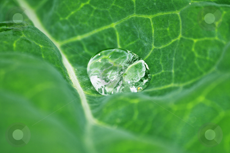 To use this stock image in your creative project, please select the size you need over to the right and click the "Add to Cart" button.
Your downloaded image will come with the Cutcaster watermark removed so don’t worry about the watermark you see on this page. Water drop on fresh green leaf stock photo, Water drop on fresh green leaf by Cristovao Oliveira