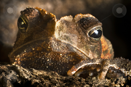 To use this stock image in your creative project, please select the size you need over to the right and click the "Add to Cart" button.
Your downloaded image will come with the Cutcaster watermark removed so don’t worry about the watermark you see on this page. Crested toad stock photo, Crested toad (Rhinella margeritifera) ion the floor of the Bolivian rainforest hiding in Brazil nut shell by Dirk Ercken