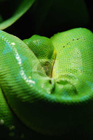 To use this stock image in your creative project, please select the size you need over to the right and click the "Add to Cart" button.
Your downloaded image will come with the Cutcaster watermark removed so don’t worry about the watermark you see on this page. Green tree python stock photo, Green tree python in Prague zoo by Sarka