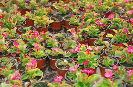 To use this stock image in your creative project, please select the size you need over to the right and click the "Add to Cart" button.
Your downloaded image will come with the Cutcaster watermark removed so don’t worry about the watermark you see on this page. Wax begonia stock photo, Many pots with wax begonia in greenhouse. by Ivan Paunovic