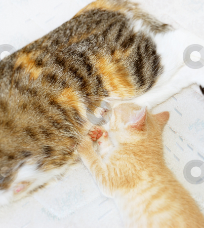 To use this stock image in your creative project, please select the size you need over to the right and click the "Add to Cart" button.
Your downloaded image will come with the Cutcaster watermark removed so don’t worry about the watermark you see on this page. Kitten sucking milk stock photo, Cute yellow kitten falling asleep while sucking milk from mother breast. by Ivan Paunovic