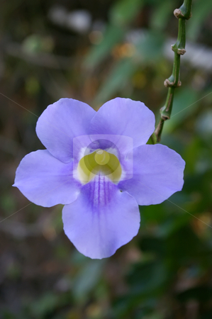 To use this stock image in your creative project, please select the size you need over to the right and click the "Add to Cart" button.
Your downloaded image will come with the Cutcaster watermark removed so don’t worry about the watermark you see on this page. Morning Glory Bloom stock photo, Morning Glory climbing vine in bloom by Steve Carroll