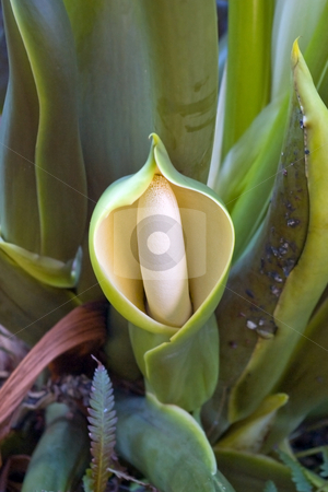 To use this stock image in your creative project, please select the size you need over to the right and click the "Add to Cart" button.
Your downloaded image will come with the Cutcaster watermark removed so don’t worry about the watermark you see on this page. Exotic Hooded Flower stock photo, An exotic hooded flower in bloom. by Steve Carroll