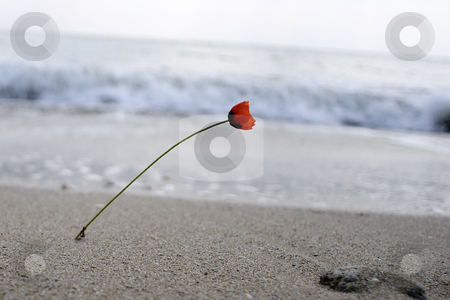 To use this stock image in your creative project, please select the size you need over to the right and click the "Add to Cart" button.
Your downloaded image will come with the Cutcaster watermark removed so don’t worry about the watermark you see on this page. Red poppy stock photo, Red poppy near the sea by Dragos Iliescu