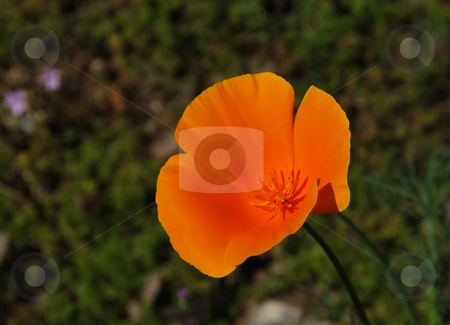 To use this stock image in your creative project, please select the size you need over to the right and click the "Add to Cart" button.
Your downloaded image will come with the Cutcaster watermark removed so don’t worry about the watermark you see on this page. California poppy - Eschscholzia californica stock photo, California poppy (Eschscholzia californica) with blurry green background by Denis Radovanovic