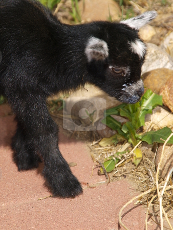 To use this stock image in your creative project, please select the size you need over to the right and click the "Add to Cart" button.
Your downloaded image will come with the Cutcaster watermark removed so don’t worry about the watermark you see on this page. Baby Black Goat stock photo, Color image of a black baby goat. by Michael Rice