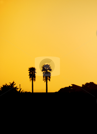To use this stock image in your creative project, please select the size you need over to the right and click the "Add to Cart" button.
Your downloaded image will come with the Cutcaster watermark removed so don’t worry about the watermark you see on this page. Two Palm Tree Silhouettes at Sunset stock photo, Two palm tree silhouettes against orange sunset sky on California coast. by Denis Radovanovic