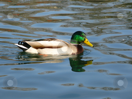 To use this stock image in your creative project, please select the size you need over to the right and click the "Add to Cart" button.
Your downloaded image will come with the Cutcaster watermark removed so don’t worry about the watermark you see on this page. Duck on the lake stock photo, Duck on the lake by Mihai Zaharia