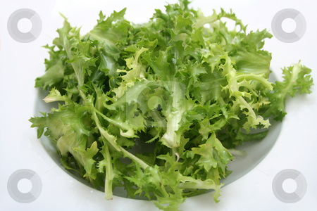 To use this stock image in your creative project, please select the size you need over to the right and click the "Add to Cart" button.
Your downloaded image will come with the Cutcaster watermark removed so don’t worry about the watermark you see on this page. Frisee stock photo, Fresh salad by Yvonne Bogdanski