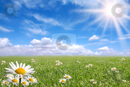 To use this stock image in your creative project, please select the size you need over to the right and click the "Add to Cart" button.
Your downloaded image will come with the Cutcaster watermark removed so don’t worry about the watermark you see on this page. Happy Bright Spring Day Outside stock photo, Green Grass, Blue Sky, and Daisy Landscape by Katrina Brown