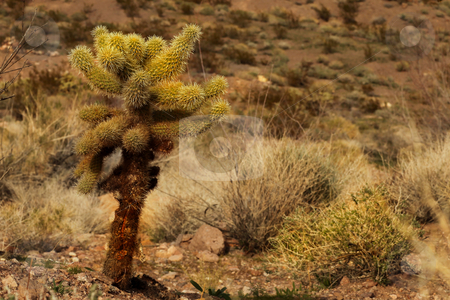 To use this stock image in your creative project, please select the size you need over to the right and click the "Add to Cart" button.
Your downloaded image will come with the Cutcaster watermark removed so don’t worry about the watermark you see on this page. Lone Cactus Tree in Nelson, Nevada USA stock photo, Lone Cactus Tree in Nelson, Nevada USA With Copy Space by Katrina Brown