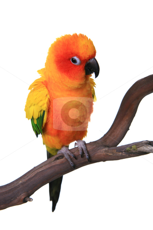 To use this stock image in your creative project, please select the size you need over to the right and click the "Add to Cart" button.
Your downloaded image will come with the Cutcaster watermark removed so don’t worry about the watermark you see on this page. Puffy Sun Conure Parrot Bird stock photo, Puffy Sun Conure Parrot Bird on a Perch by Katrina Brown