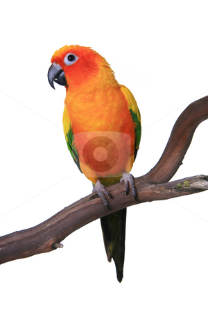 To use this stock image in your creative project, please select the size you need over to the right and click the "Add to Cart" button.
Your downloaded image will come with the Cutcaster watermark removed so don’t worry about the watermark you see on this page. Cute Sun Conure Parrot Sitting on a Wooden Perch stock photo, Cute Sun Conure Parrot Sitting on a Wooden Perch Against White Background by Katrina Brown