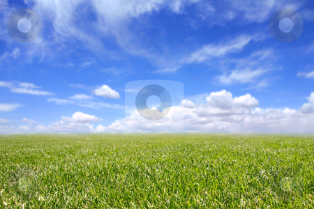 To use this stock image in your creative project, please select the size you need over to the right and click the "Add to Cart" button.
Your downloaded image will come with the Cutcaster watermark removed so don’t worry about the watermark you see on this page. Beautiful Field of Green Grass and Blue Cloudy Sky stock photo, Beautiful Field of Green Grass and Blue Cloudy Sky. Front of Grass is in Focus With Intentional Extreme Depth of Field by Katrina Brown