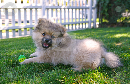 To use this stock image in your creative project, please select the size you need over to the right and click the "Add to Cart" button.
Your downloaded image will come with the Cutcaster watermark removed so don’t worry about the watermark you see on this page. Cute Puppy Pomeranian Dog Playing Outdoors stock photo, Cute Puppy Pomeranian Dog Playing Outdoors in the Shade on Grass by Katrina Brown