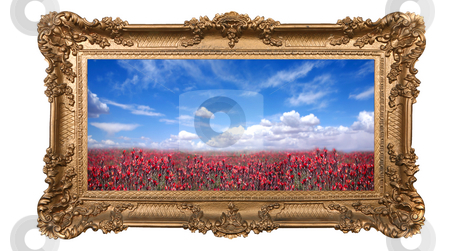 To use this stock image in your creative project, please select the size you need over to the right and click the "Add to Cart" button.
Your downloaded image will come with the Cutcaster watermark removed so don’t worry about the watermark you see on this page. Framed Field of Pretty Red Flowers and Beautiful Sky stock photo, Field of Pretty Red Flowers and Beautiful Sky With High Depth of Field in a Golden Frame by Katrina Brown