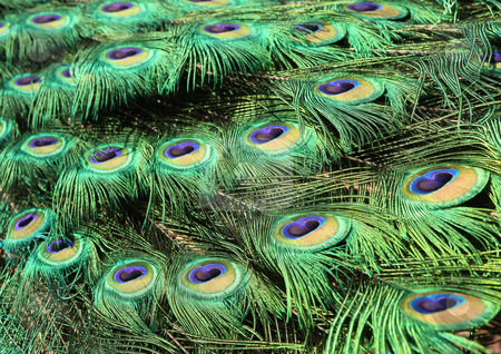To use this stock image in your creative project, please select the size you need over to the right and click the "Add to Cart" button.
Your downloaded image will come with the Cutcaster watermark removed so don’t worry about the watermark you see on this page. Bright Colorful Peacock Feathers stock photo, Bright Colorful Peacock Feathers in the Bright Sun by Katrina Brown