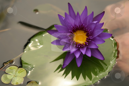 To use this stock image in your creative project, please select the size you need over to the right and click the "Add to Cart" button.
Your downloaded image will come with the Cutcaster watermark removed so don’t worry about the watermark you see on this page. Beautiful Purple Lotus on Lilly Pad stock photo, Purple Lotus on a Lilly Pad on Relflective Water With Extreme Depth Of Field by Katrina Brown