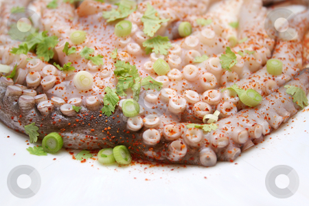 To use this stock image in your creative project, please select the size you need over to the right and click the "Add to Cart" button.
Your downloaded image will come with the Cutcaster watermark removed so don’t worry about the watermark you see on this page. Octopus stock photo, Fresh octopus by Yvonne Bogdanski