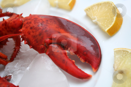 To use this stock image in your creative project, please select the size you need over to the right and click the "Add to Cart" button.
Your downloaded image will come with the Cutcaster watermark removed so don’t worry about the watermark you see on this page. A lobster stock photo, A lobster by Yvonne Bogdanski