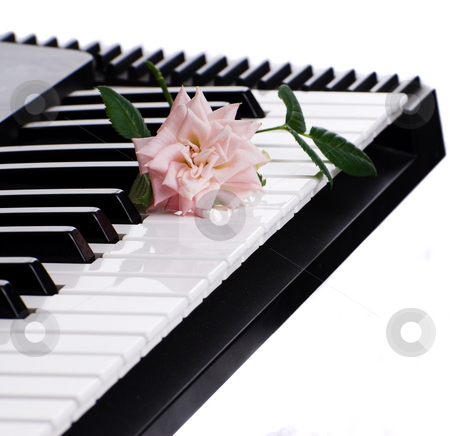To use this stock image in your creative project, please select the size you need over to the right and click the "Add to Cart" button.
Your downloaded image will come with the Cutcaster watermark removed so don’t worry about the watermark you see on this page. Rose On Piano stock photo, A rose resting on an electronic piano, isolated against a white background by Richard Nelson