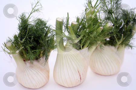 To use this stock image in your creative project, please select the size you need over to the right and click the "Add to Cart" button.
Your downloaded image will come with the Cutcaster watermark removed so don’t worry about the watermark you see on this page. Fresh fennel stock photo, by Yvonne Bogdanski