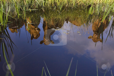 To use this stock image in your creative project, please select the size you need over to the right and click the "Add to Cart" button.
Your downloaded image will come with the Cutcaster watermark removed so don’t worry about the watermark you see on this page. Reflection of cows stock photo, The reflection of a group of curious cows in a ditch on a beautiful summer evening. by Corepics VOF