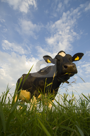 To use this stock image in your creative project, please select the size you need over to the right and click the "Add to Cart" button.
Your downloaded image will come with the Cutcaster watermark removed so don’t worry about the watermark you see on this page. Dutch Cattle stock photo, A Typical Dutch cow in a meadow on a beautiful afternoon, munching the fresh grass and curiously eyeballing the guy taking the photo, wading through the ditch by Corepics VOF