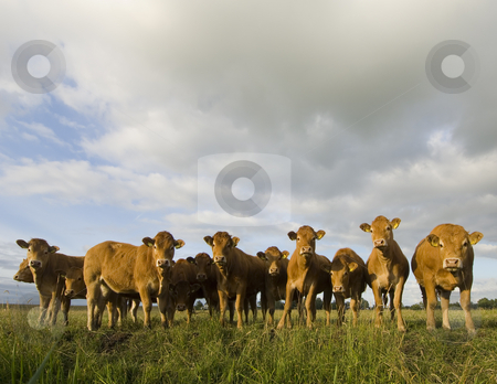 To use this stock image in your creative project, please select the size you need over to the right and click the "Add to Cart" button.
Your downloaded image will come with the Cutcaster watermark removed so don’t worry about the watermark you see on this page. Dutch Cows in a meadow stock photo, A herd of Dutch Cows enjoying the evening sun. by Corepics VOF