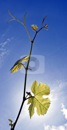 To use this stock image in your creative project, please select the size you need over to the right and click the "Add to Cart" button.
Your downloaded image will come with the Cutcaster watermark removed so don’t worry about the watermark you see on this page. Grape Vine stock photo, Twigs of a grape vine, backlit by the sun on a summer afternoon, with the fresh grapes forming and growing. by Corepics VOF