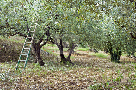 To use this stock image in your creative project, please select the size you need over to the right and click the "Add to Cart" button.
Your downloaded image will come with the Cutcaster watermark removed so don’t worry about the watermark you see on this page. Olive Orchard stock photo, Pruning season in an olive orchard in the Vaucluse, South of France by Corepics VOF