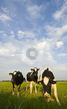 To use this stock image in your creative project, please select the size you need over to the right and click the "Add to Cart" button.
Your downloaded image will come with the Cutcaster watermark removed so don’t worry about the watermark you see on this page. Dutch Cattle stock photo, Three Typical Dutch cows in a meadow on a beautiful afternoon, munching the fresh grass by Corepics VOF