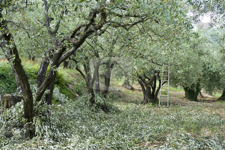 To use this stock image in your creative project, please select the size you need over to the right and click the "Add to Cart" button.
Your downloaded image will come with the Cutcaster watermark removed so don’t worry about the watermark you see on this page. Olive Pruning stock photo, Pruning in an olive orchard in the Vaucluse, France by Corepics VOF