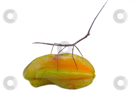 To use this stock image in your creative project, please select the size you need over to the right and click the "Add to Cart" button.
Your downloaded image will come with the Cutcaster watermark removed so don’t worry about the watermark you see on this page. Stick and Star RIDE stock photo, Stick insect riding a starfruit by Jose .