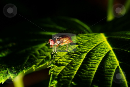 To use this stock image in your creative project, please select the size you need over to the right and click the "Add to Cart" button.
Your downloaded image will come with the Cutcaster watermark removed so don’t worry about the watermark you see on this page. Fruitfly stock photo, Small colourful fly on green leaf nettle by Jolanta Dabrowska
