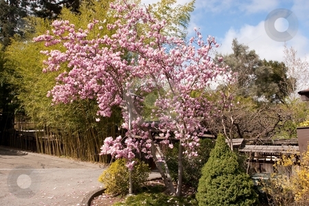 To use this stock image in your creative project, please select the size you need over to the right and click the "Add to Cart" button.
Your downloaded image will come with the Cutcaster watermark removed so don’t worry about the watermark you see on this page. Hakone Gardens stock photo, Hakone Gardens is a traditional Japanese garden in Saratoga, California, USA. It claims to be the oldest Japanese-style residential garden in the Western Hemisphere. Notable features include a bamboo garden, a Zen garden, a strolling garden (the Hill and Pond Garden), tea houses, and the Cultural Exchange Center, a replica of a 19th century Japanese home and storefront. by Mariusz Jurgielewicz