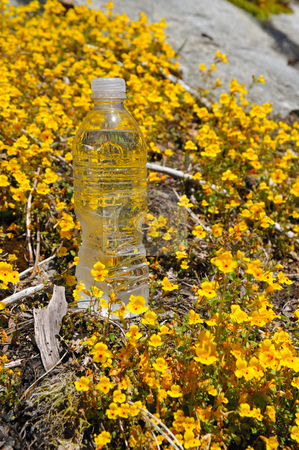 To use this stock image in your creative project, please select the size you need over to the right and click the "Add to Cart" button.
Your downloaded image will come with the Cutcaster watermark removed so don’t worry about the watermark you see on this page. Chilled Bottled Water stock photo, One bottle of cold water sitting in a field of yellow wildflowers by Lynn Bendickson