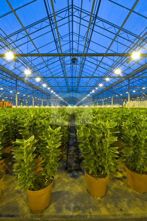 To use this stock image in your creative project, please select the size you need over to the right and click the "Add to Cart" button.
Your downloaded image will come with the Cutcaster watermark removed so don’t worry about the watermark you see on this page. Rows of lilies in a glasshouse stock photo, Endless rows of potted lilies in a glasshouse, with a ventilator for climate control attached to one of the roof girders by Corepics VOF